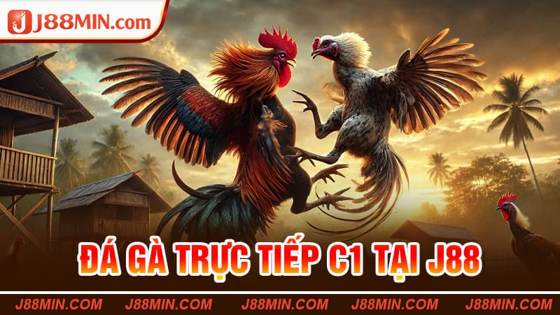 Đá Gà Trực Tiếp C1 Tại J88