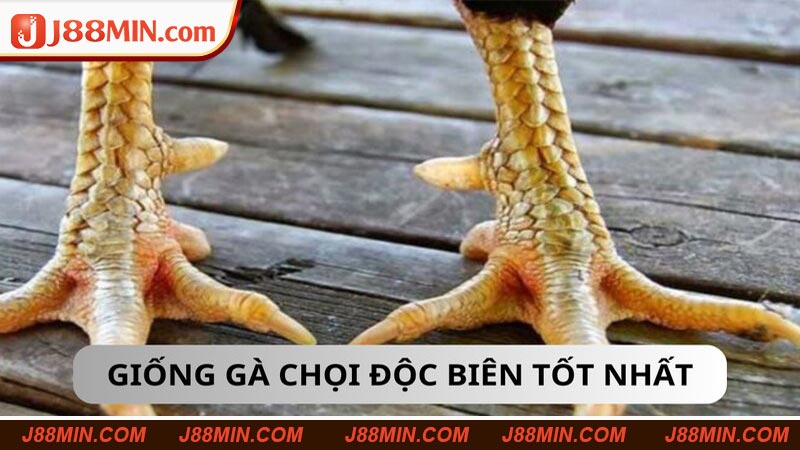 Chiến kê có vảy độc biên sẽ có thân hình vạm vỡ