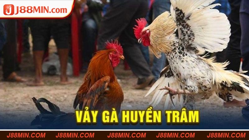 Đôi nét về vảy gà Huyền Trâm