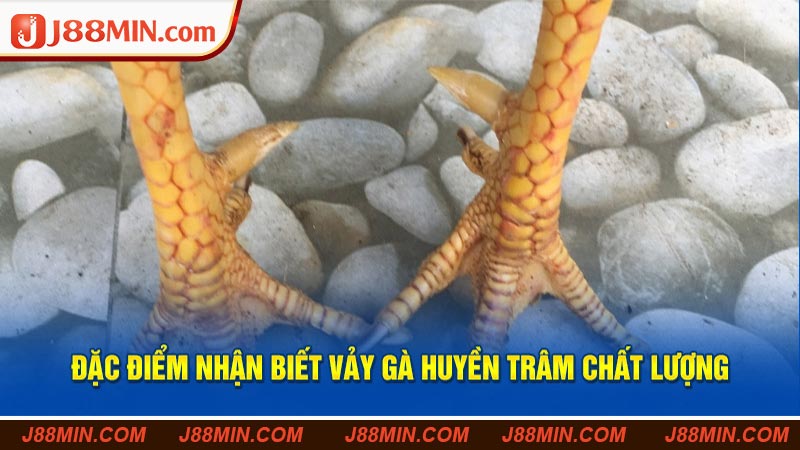 Dưới cựa luôn là đặc điểm dễ nhận biết nhất