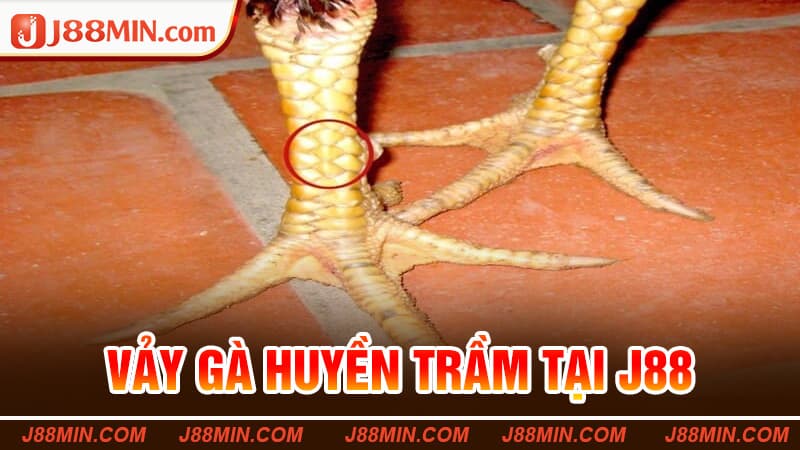 Vảy Gà Huyền Trâm Tại J88