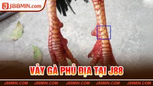 Vảy Gà Phủ Địa Tại J88