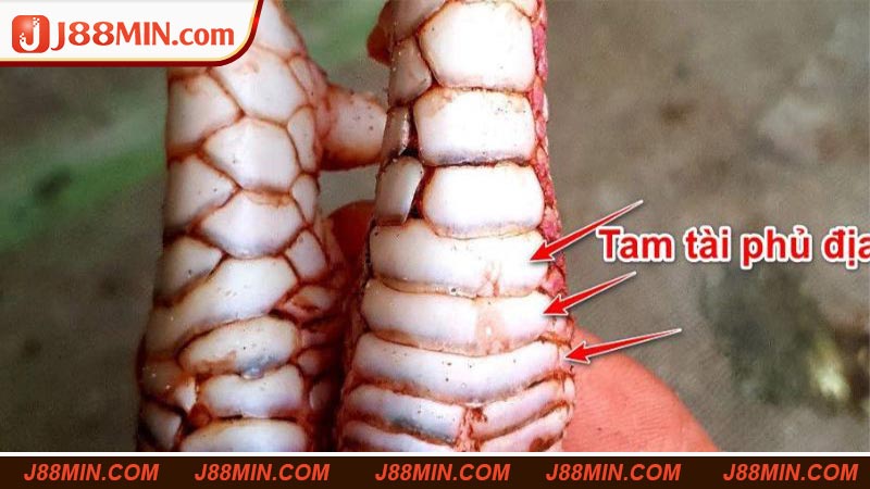 Tam Tài Phủ Địa mang lối thi đấu đáng gồm cho người chơi